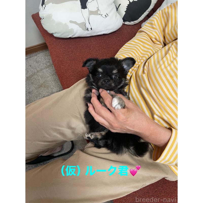 販売中の静岡県のチワワ(ロングコート)-428391の4枚目