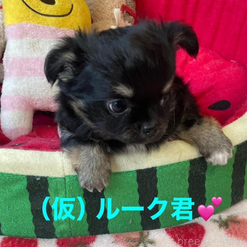 販売中の静岡県のチワワ(ロングコート)-428391の3枚目