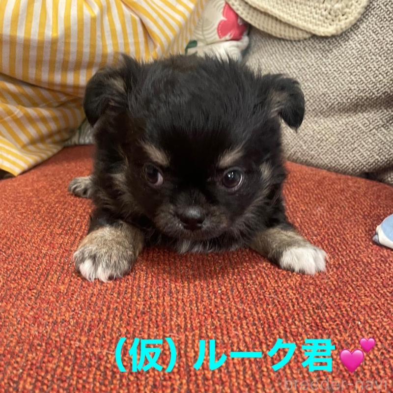 販売中の静岡県のチワワ(ロングコート)-428391の2枚目