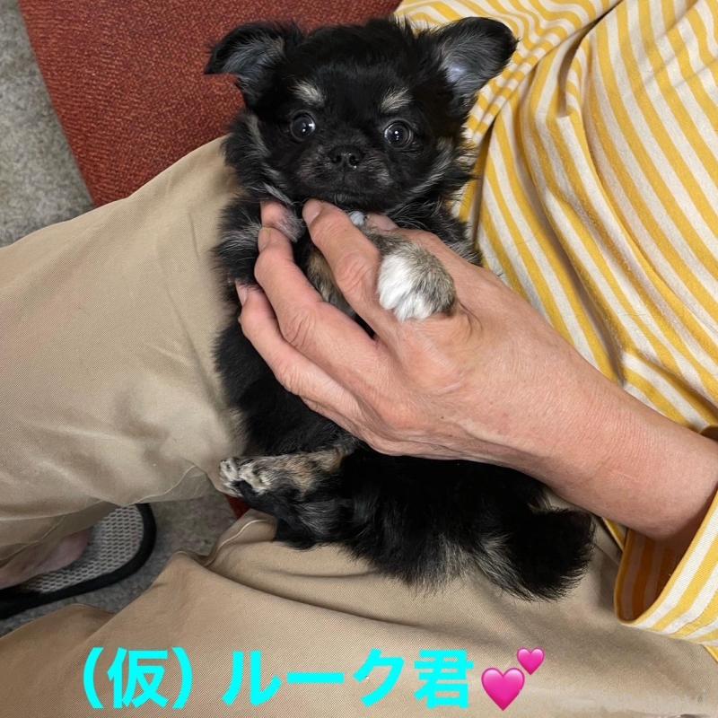 販売中の静岡県のチワワ(ロングコート)-428391