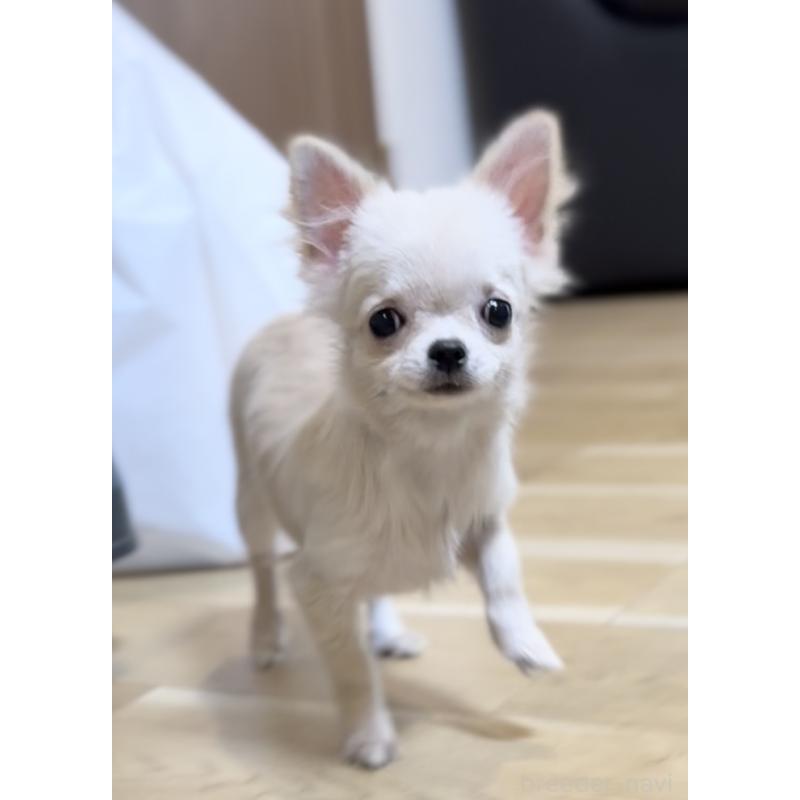 販売中の静岡県のチワワ(ロングコート)-411219の4枚目