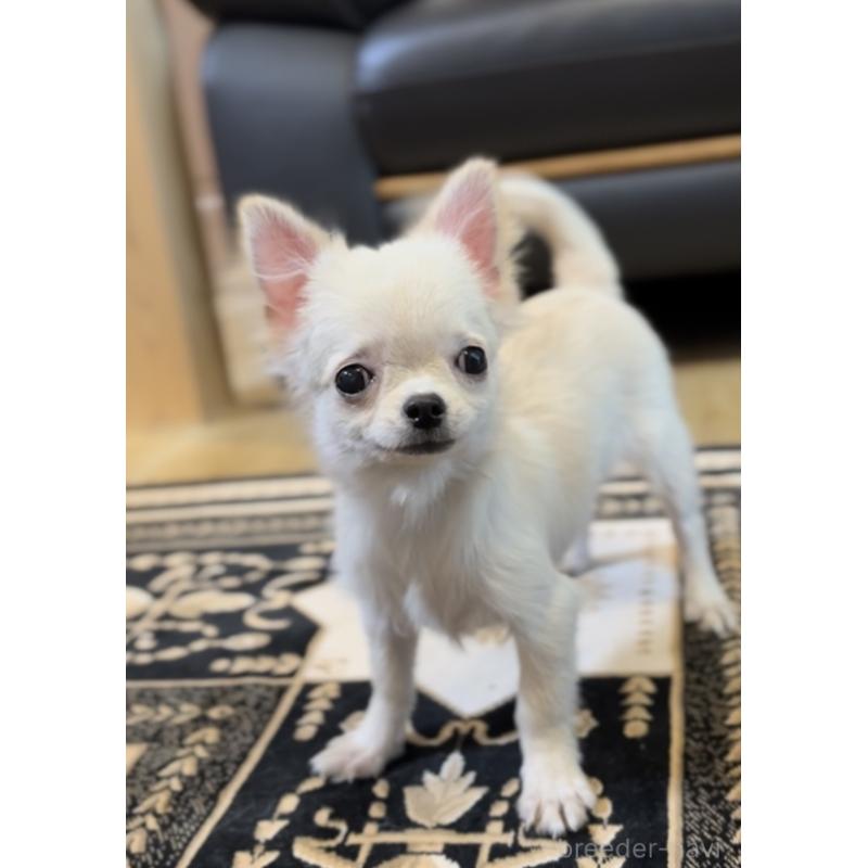 販売中の静岡県のチワワ(ロングコート)-411219の2枚目