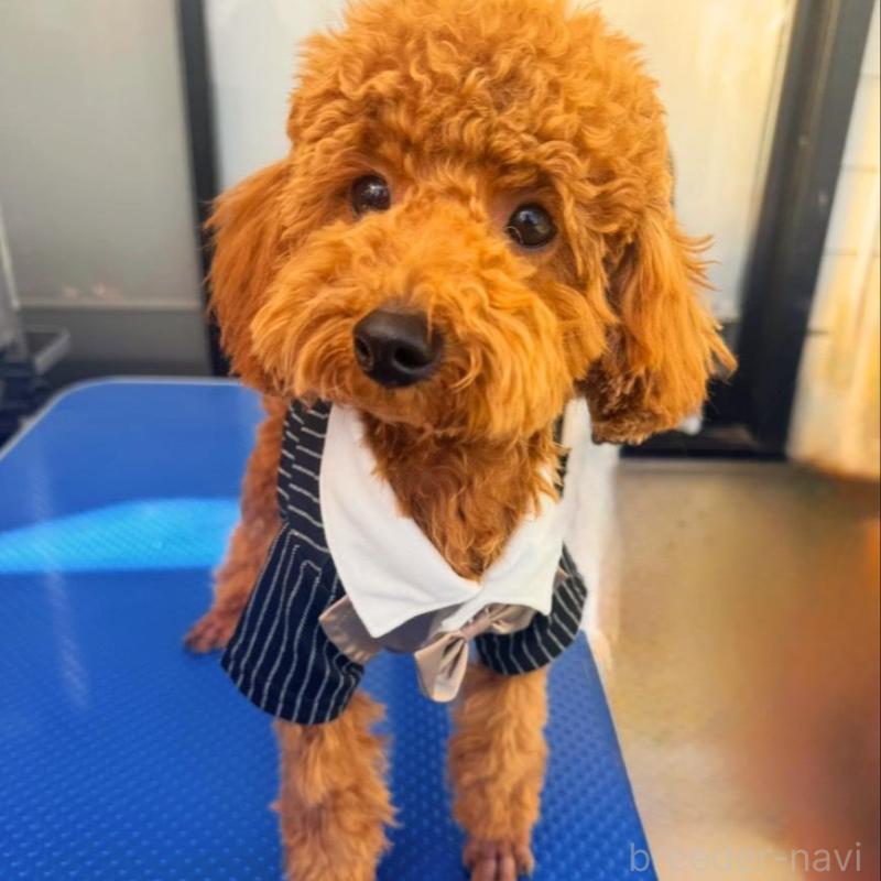 成約済の群馬県のトイプードル-427236