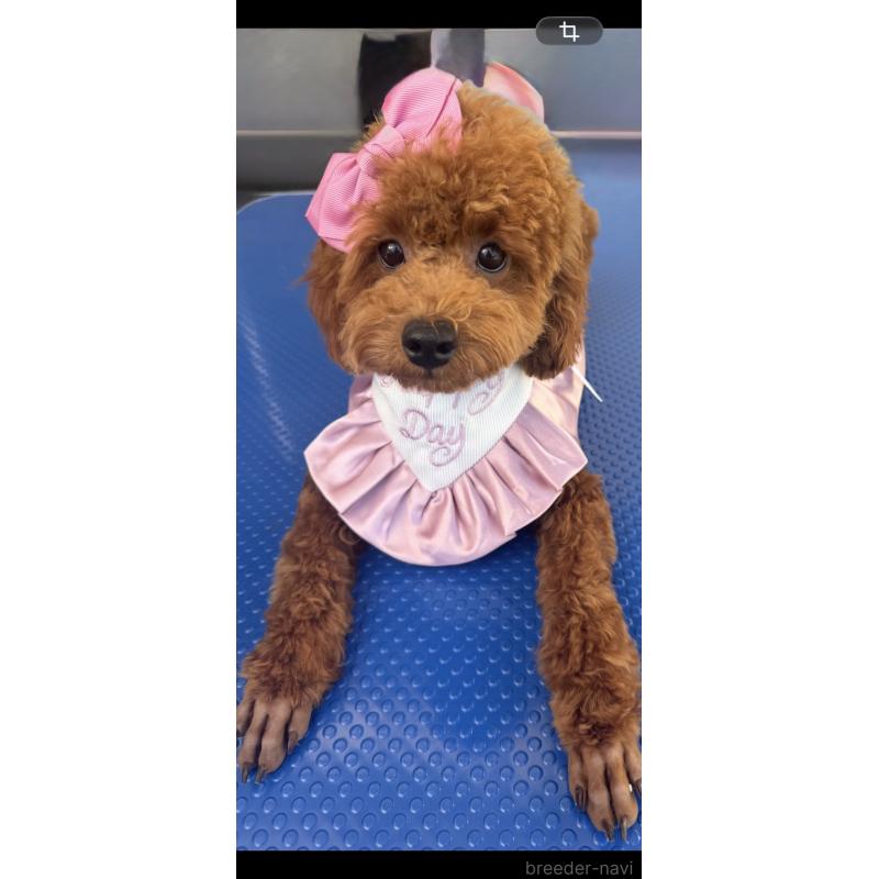 販売中の群馬県のトイプードル-427220の2枚目