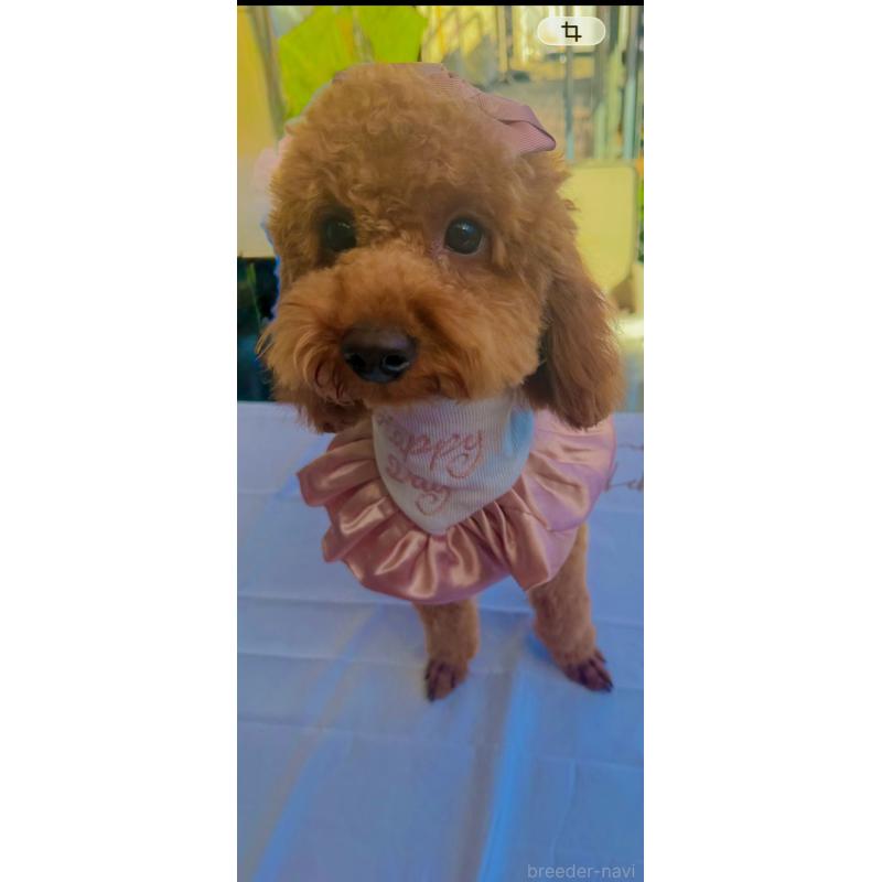 成約済の群馬県のトイプードル-427214の2枚目