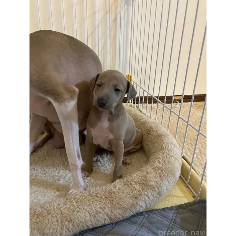 成約済の滋賀県のイタリアングレーハウンド(イタグレ)-425135の6枚目