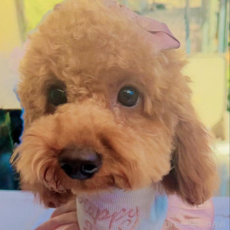 販売中の群馬県のトイプードル-427214