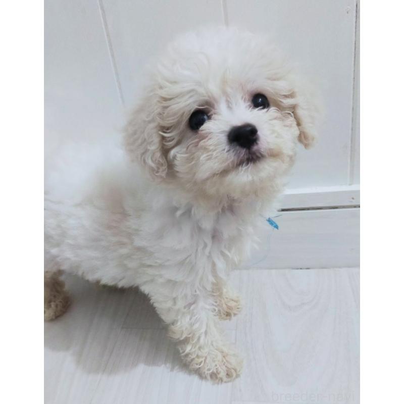 販売中の宮崎県のマルチーズ-428395の1枚目