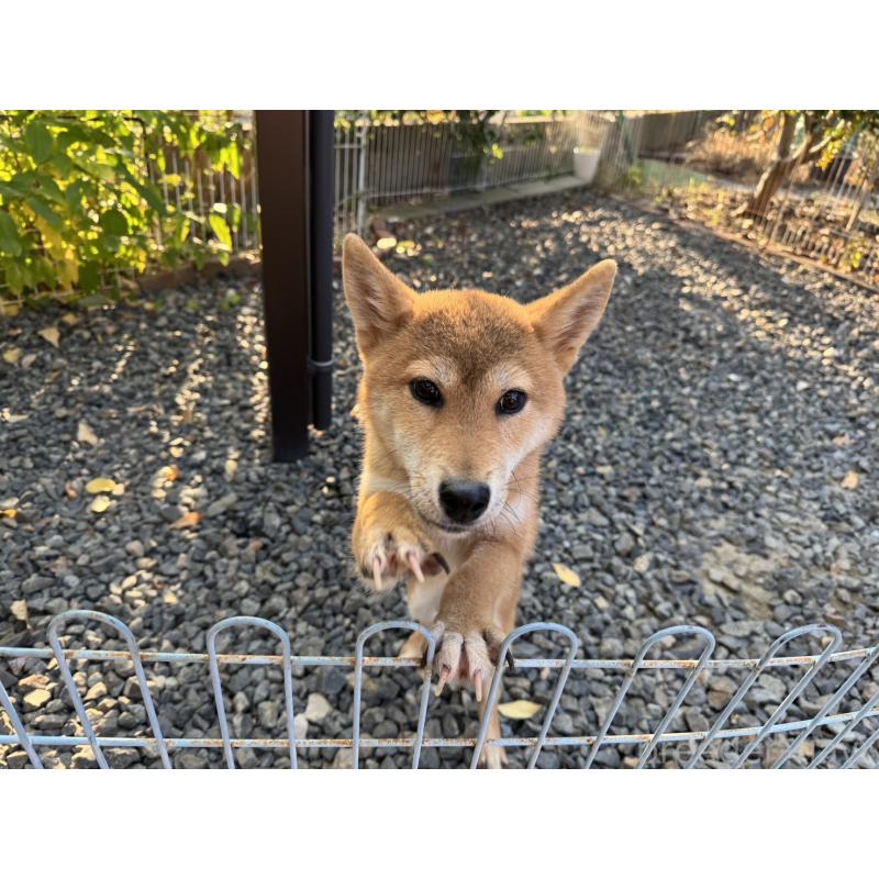 販売中の岡山県の柴犬-403114の5枚目