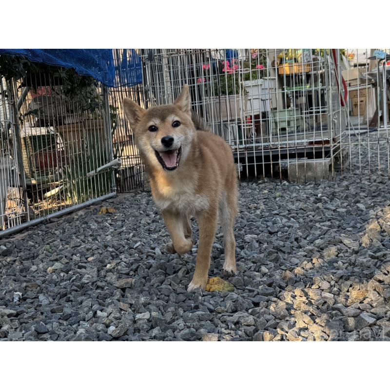 販売中の岡山県の柴犬-403114の4枚目