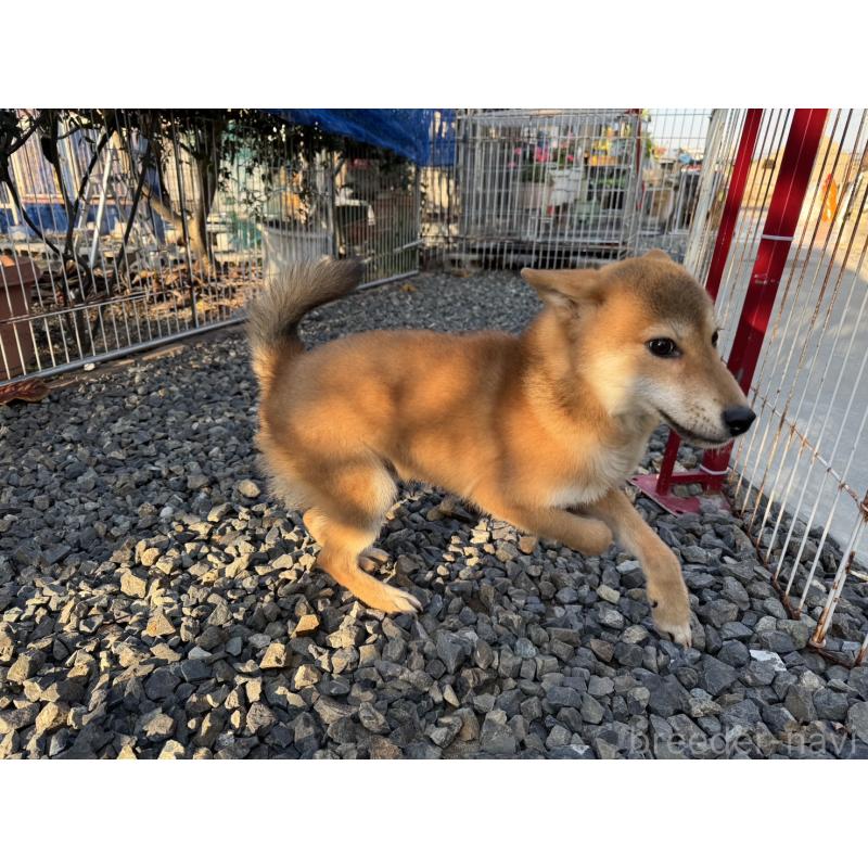 販売中の岡山県の柴犬-403114の3枚目