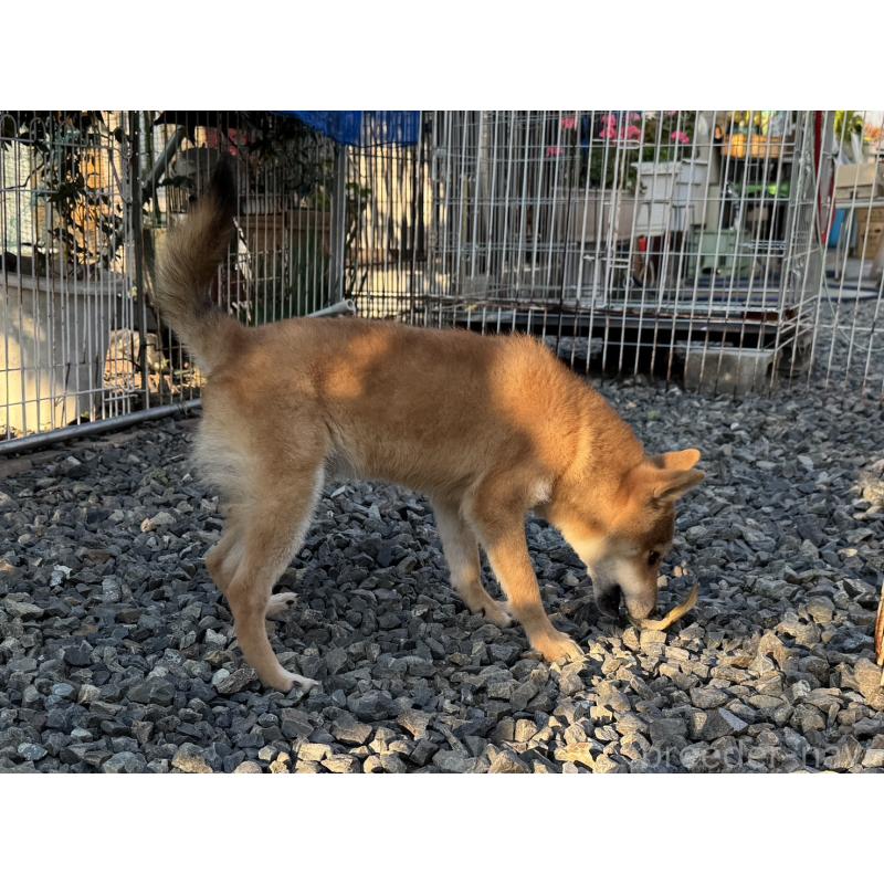 販売中の岡山県の柴犬-403114の2枚目