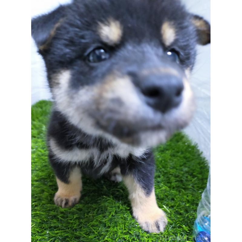 販売中の宮崎県の豆柴-428396の1枚目