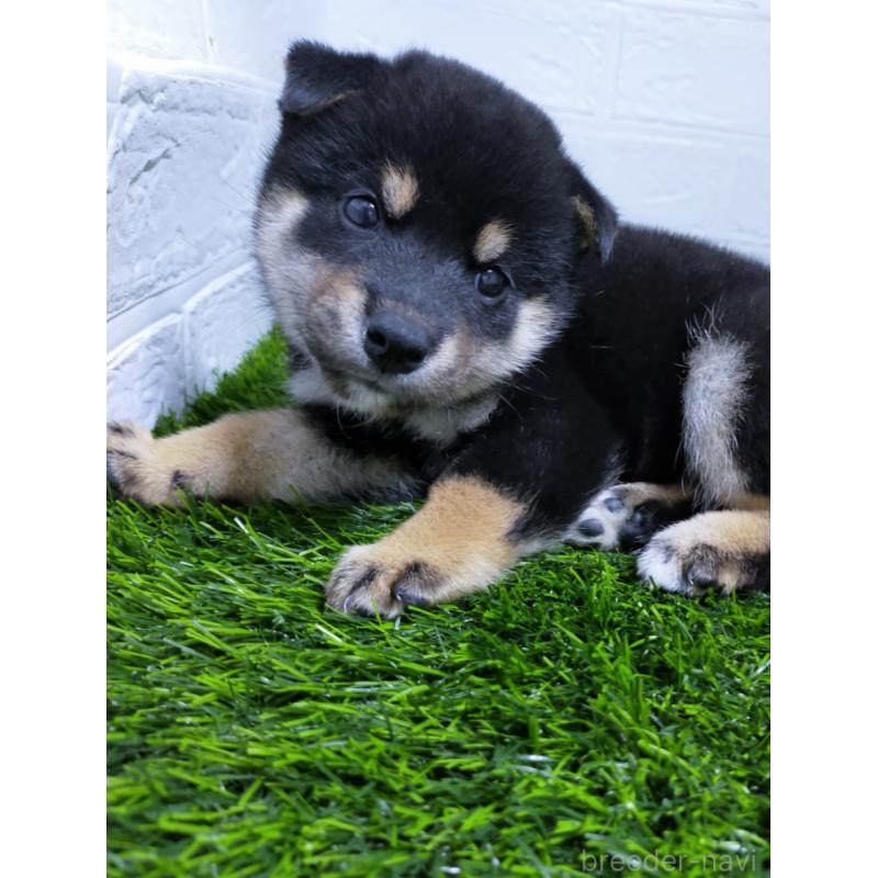 販売中の宮崎県の豆柴-428396の2枚目