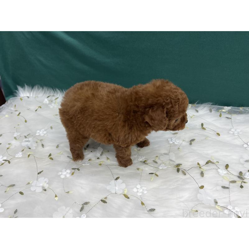 販売中の東京都のティーカッププードル-428397の4枚目