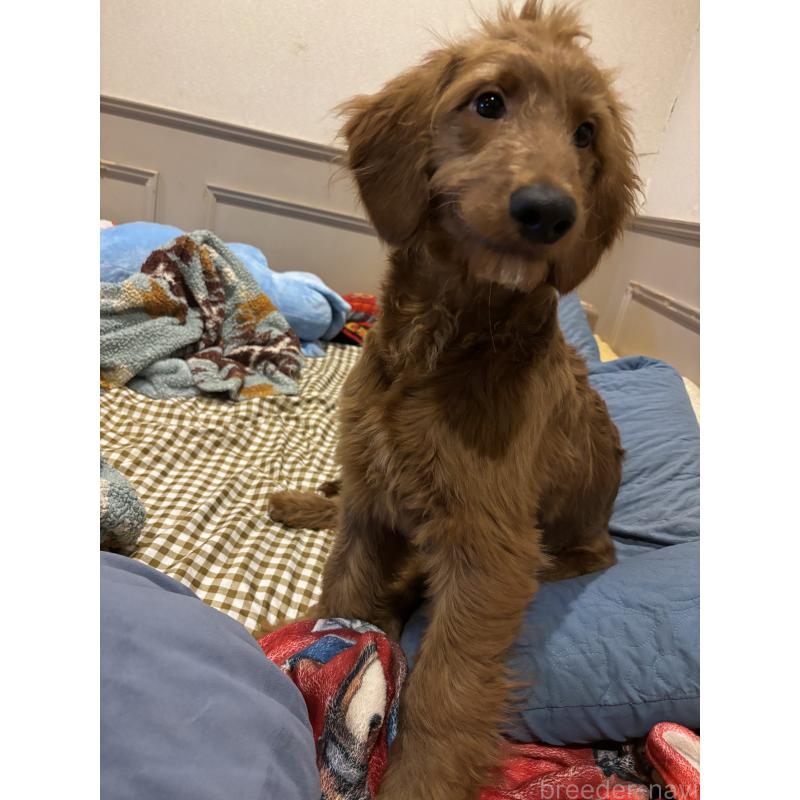 販売中の茨城県のゴールデンドゥードル:ゴールデンレトリーバー×プードル-404137