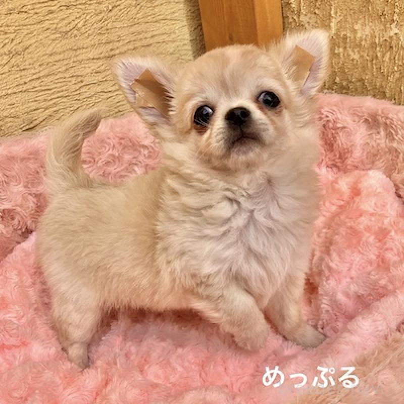 販売中の群馬県のチワワ(ロングコート)-426848の13枚目