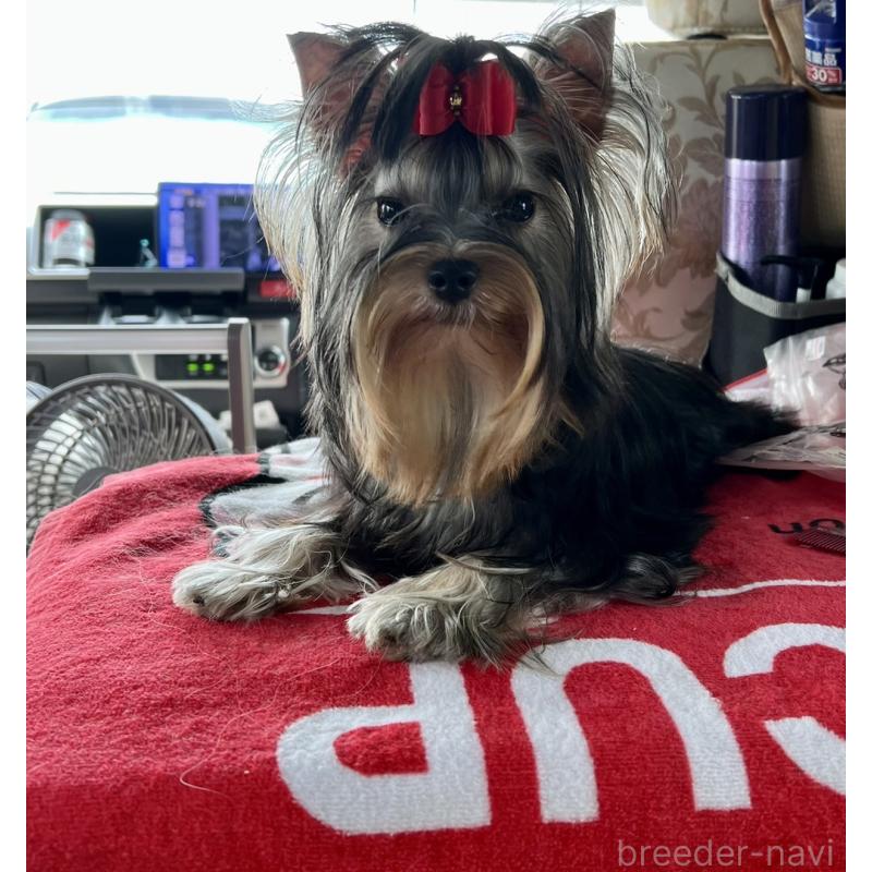 販売中の東京都のヨークシャーテリア-428398の8枚目