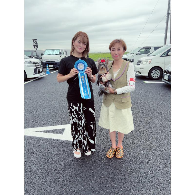 販売中の東京都のヨークシャーテリア-428398の7枚目