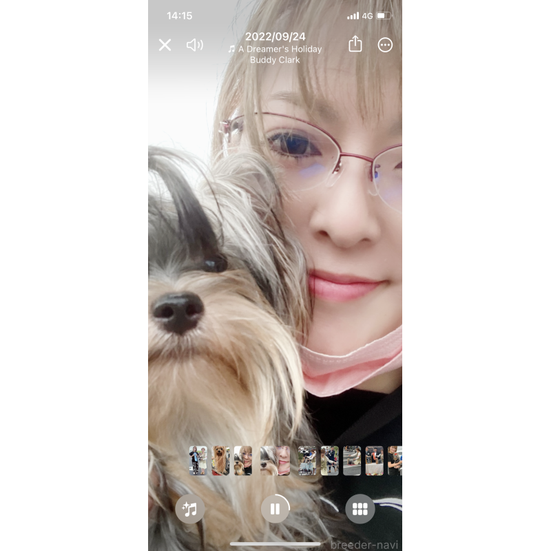 販売中の東京都のヨークシャーテリア-428398の5枚目