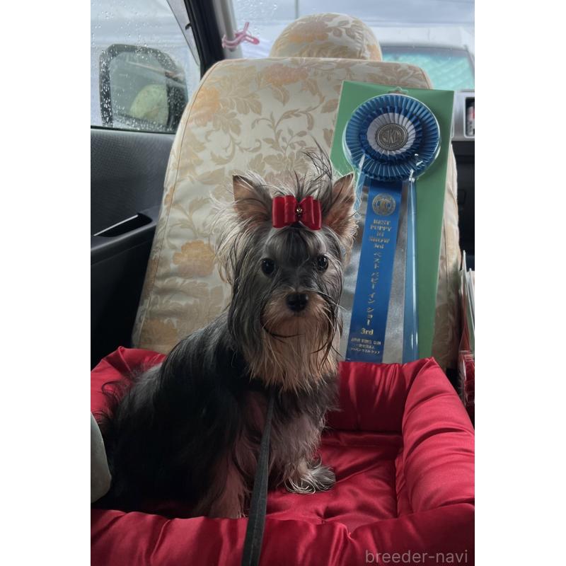 販売中の東京都のヨークシャーテリア-428398の3枚目