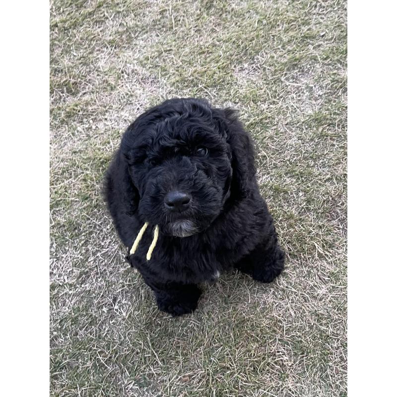 販売中の茨城県のスタンダードプードル-426748の31枚目