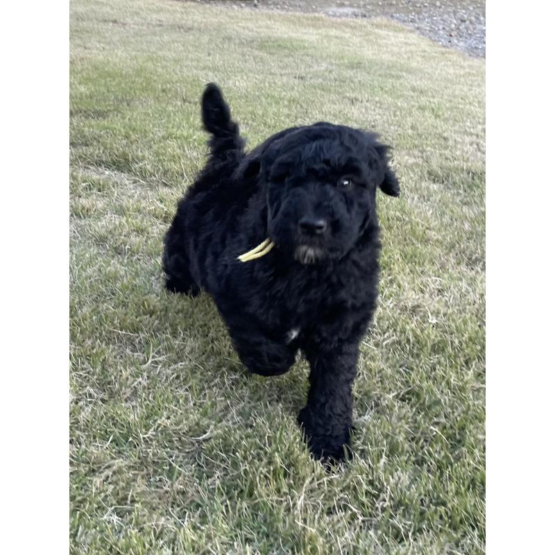 販売中の茨城県のスタンダードプードル-426748の30枚目