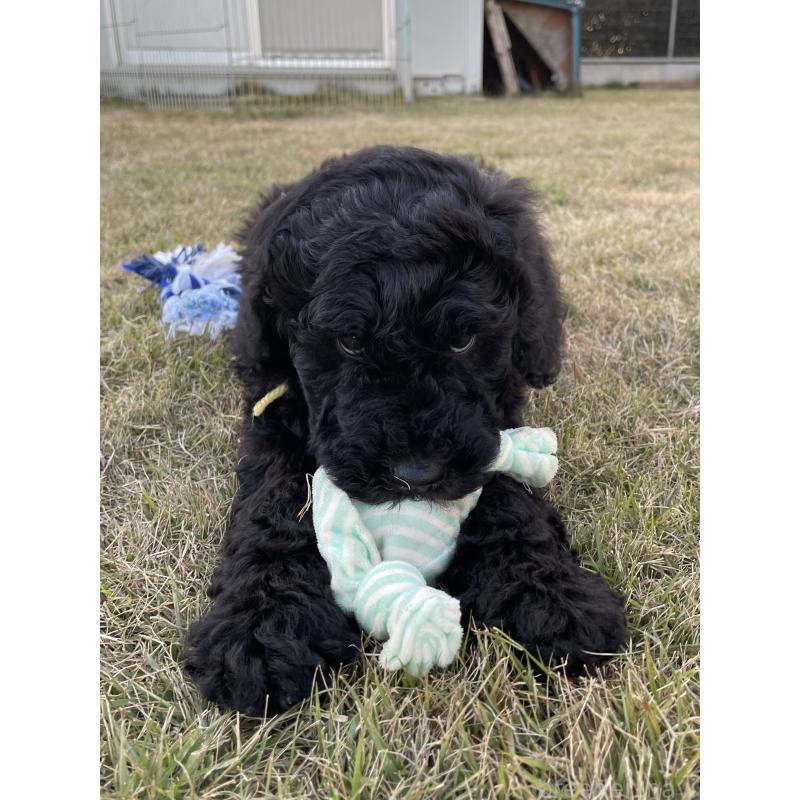 販売中の茨城県のスタンダードプードル-426748の28枚目