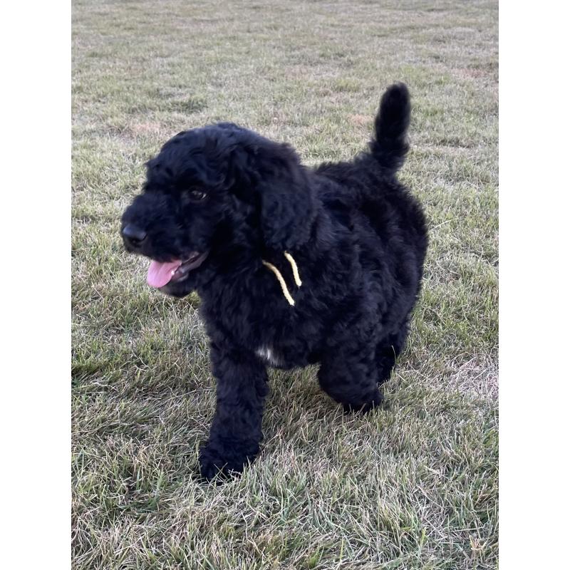 販売中の茨城県のスタンダードプードル-426748の27枚目