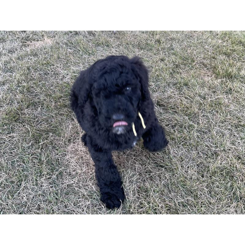 販売中の茨城県のスタンダードプードル-426748の26枚目