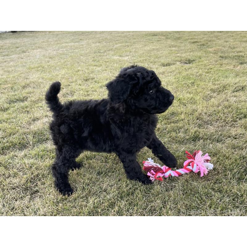 成約済の茨城県のスタンダードプードル-426747の13枚目