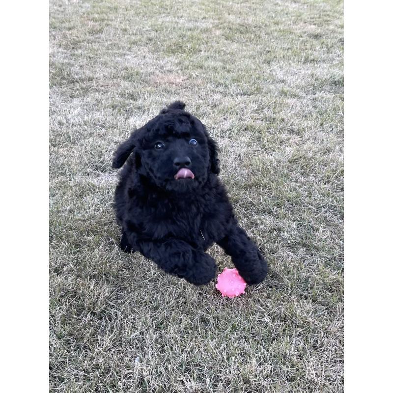 成約済の茨城県のスタンダードプードル-426747の10枚目