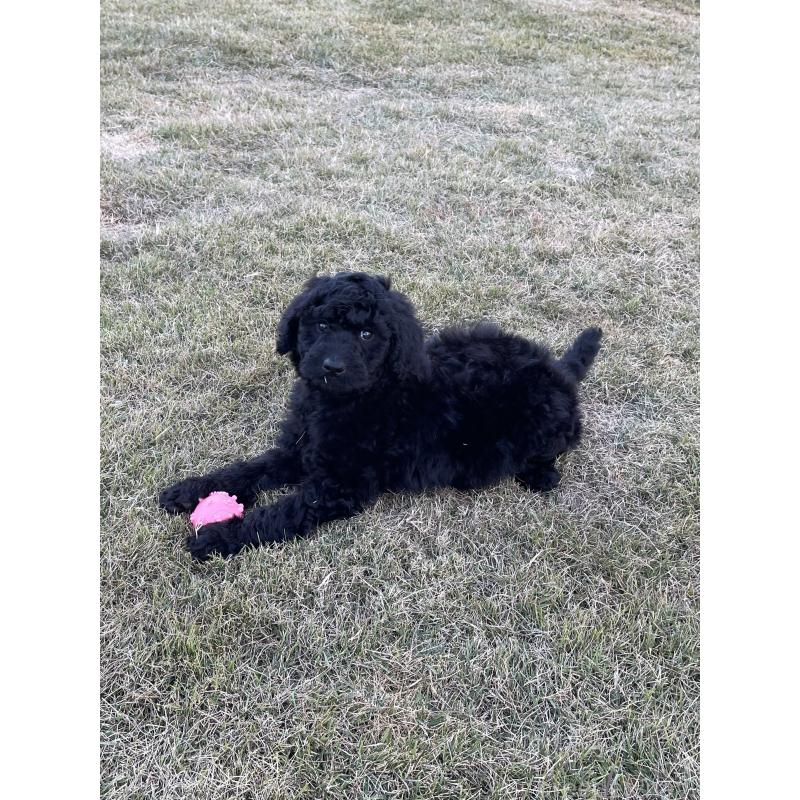 成約済の茨城県のスタンダードプードル-426747の9枚目