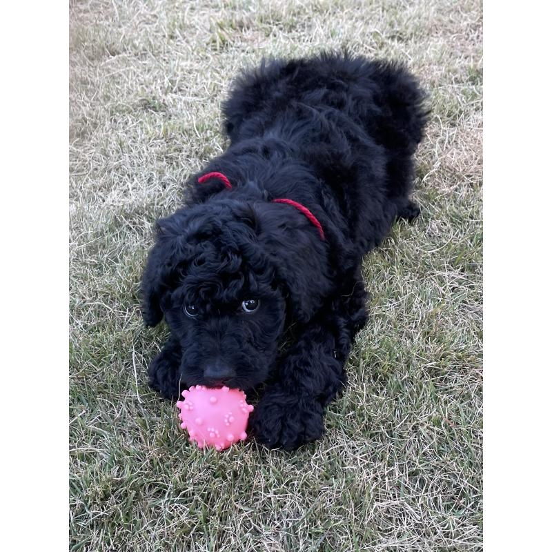 成約済の茨城県のスタンダードプードル-426747の8枚目