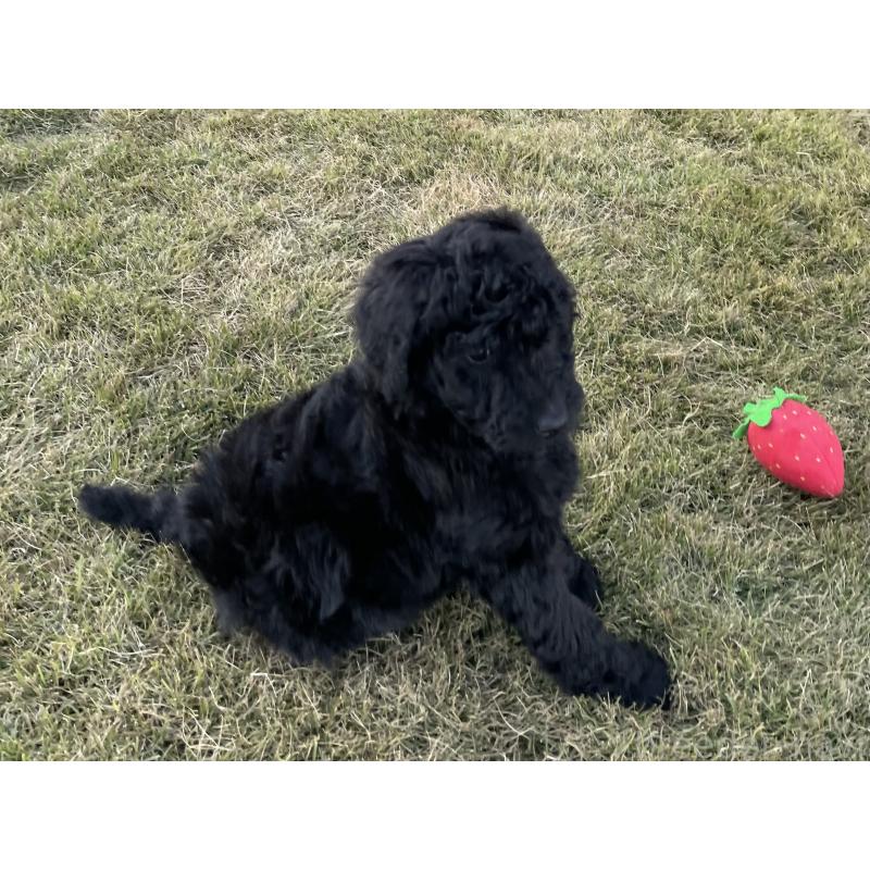 成約済の茨城県のスタンダードプードル-426747の7枚目