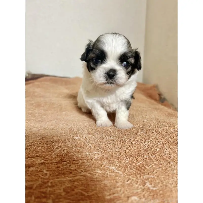 販売中の埼玉県のチワズー:チワワ×シーズー-428399の1枚目