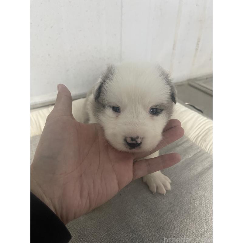 販売中の東京都のボーダーコリー-428400の5枚目