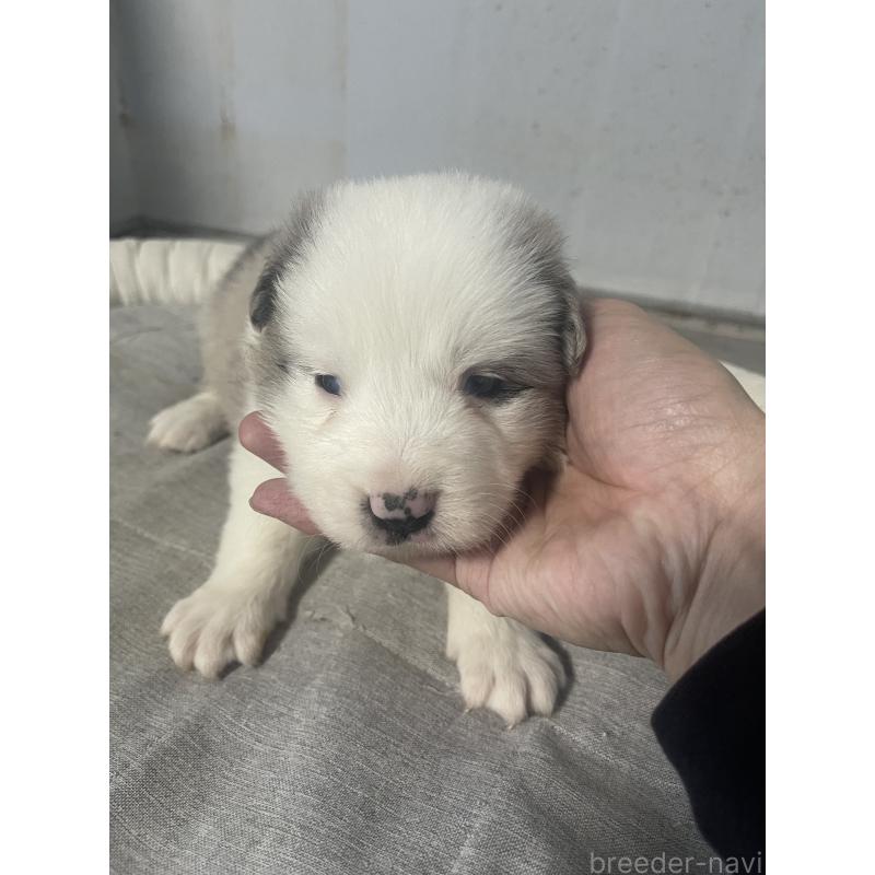 販売中の東京都のボーダーコリー-428400の4枚目