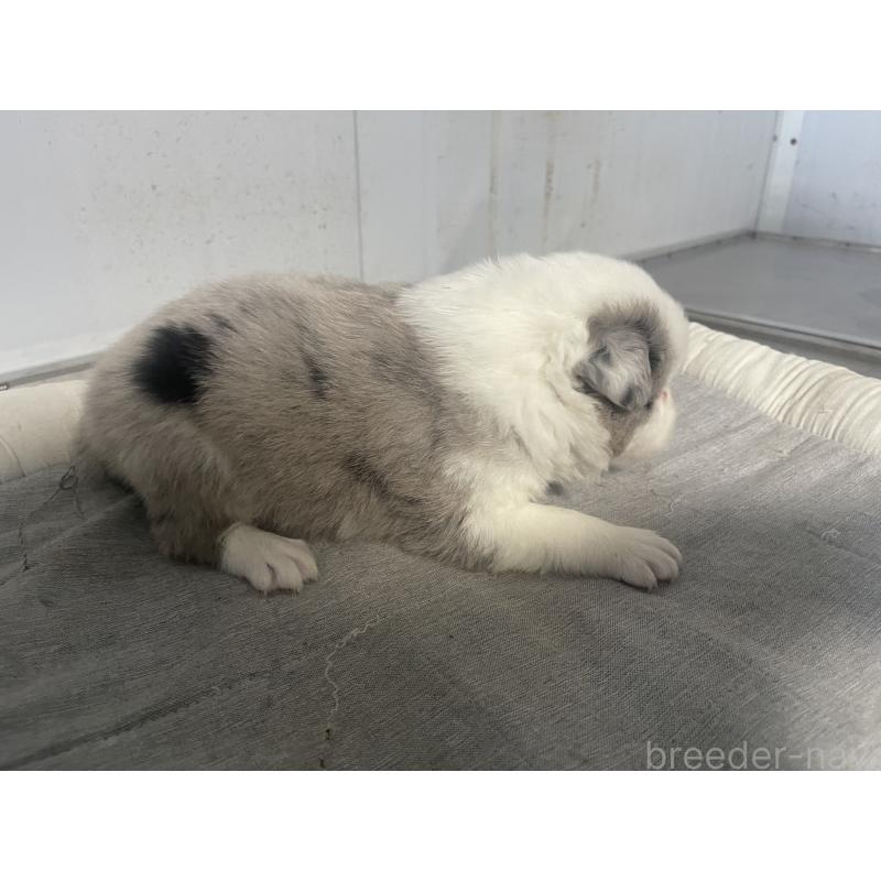 販売中の東京都のボーダーコリー-428400の3枚目