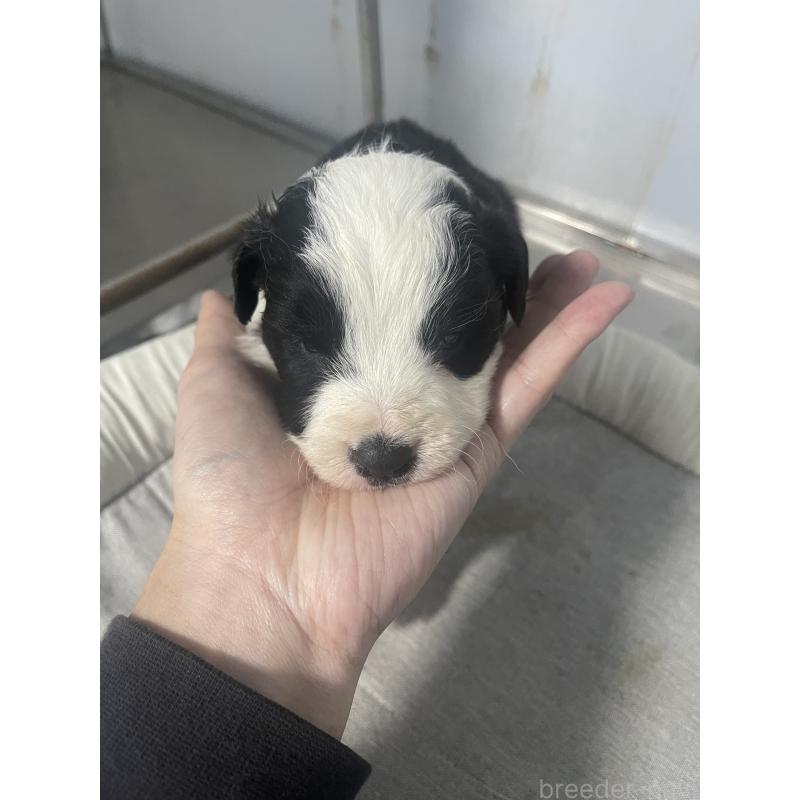 販売中の東京都のボーダーコリー-428401の5枚目