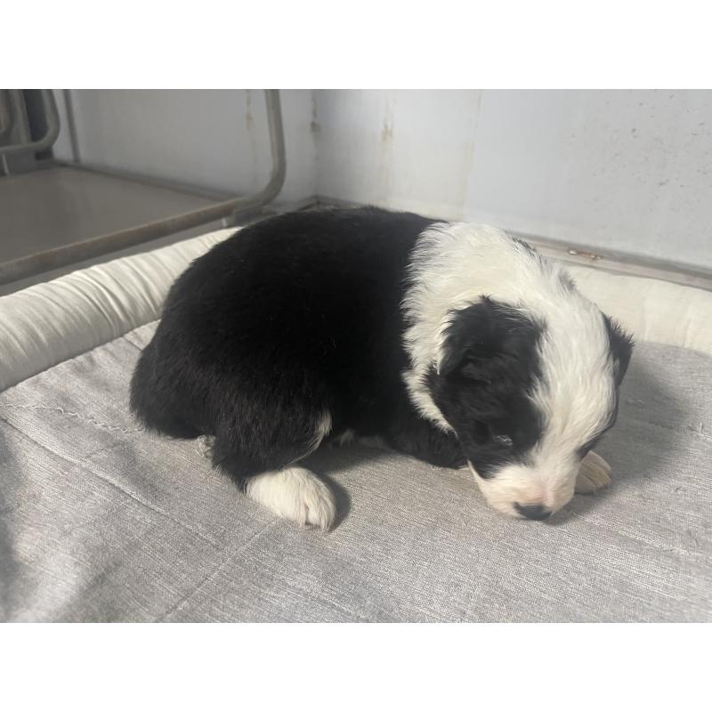 販売中の東京都のボーダーコリー-428401の3枚目