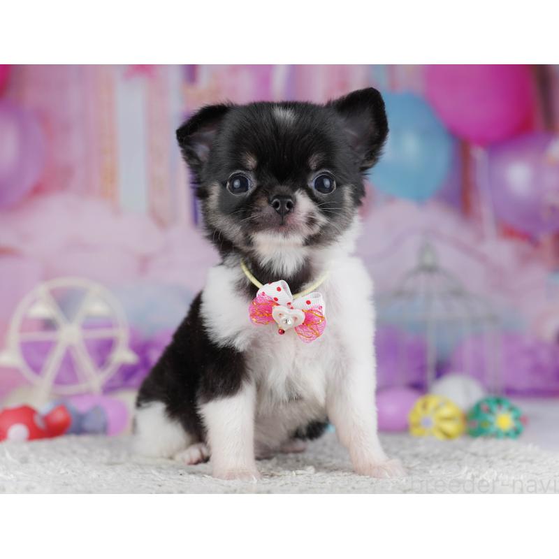 販売中の千葉県のチワワ(ロングコート)-428845の11枚目