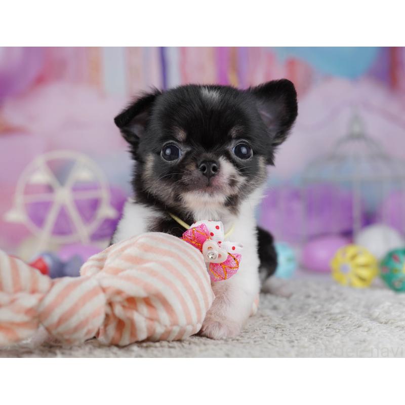 販売中の千葉県のチワワ(ロングコート)-428845の10枚目