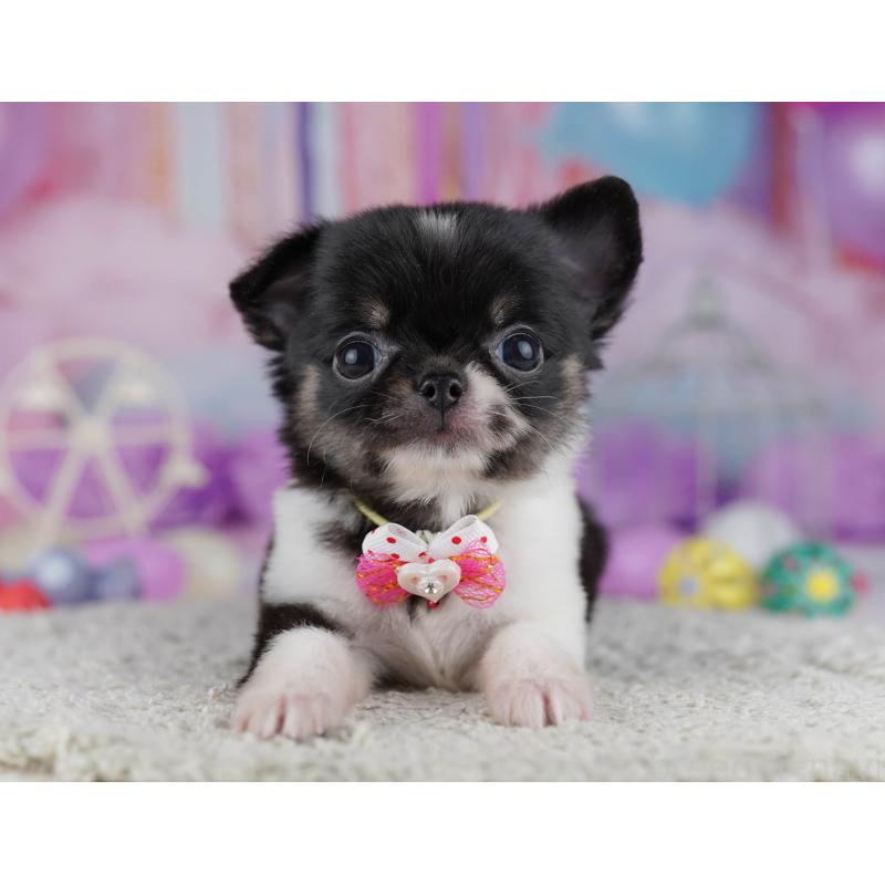 販売中の千葉県のチワワ(ロングコート)-428845の7枚目