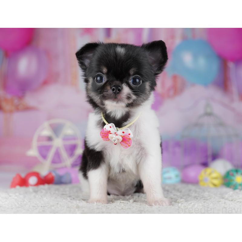 販売中の千葉県のチワワ(ロングコート)-428845の5枚目