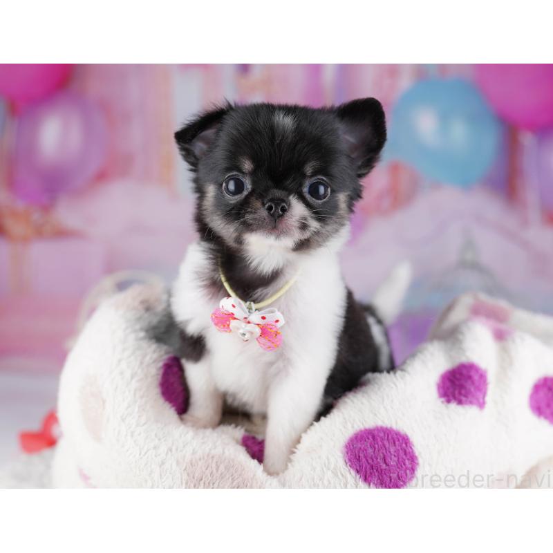 販売中の千葉県のチワワ(ロングコート)-428845の4枚目