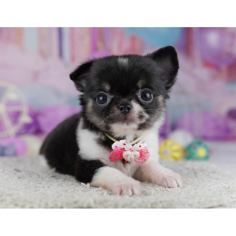 販売中の千葉県のチワワ(ロングコート)-428845の3枚目