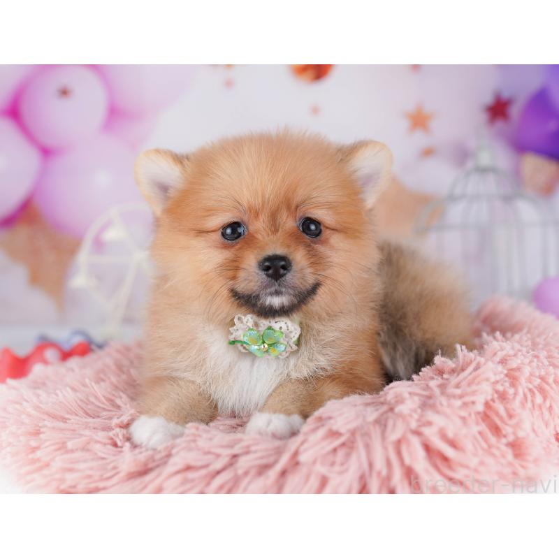 販売中の千葉県のポメラニアン-428843の9枚目