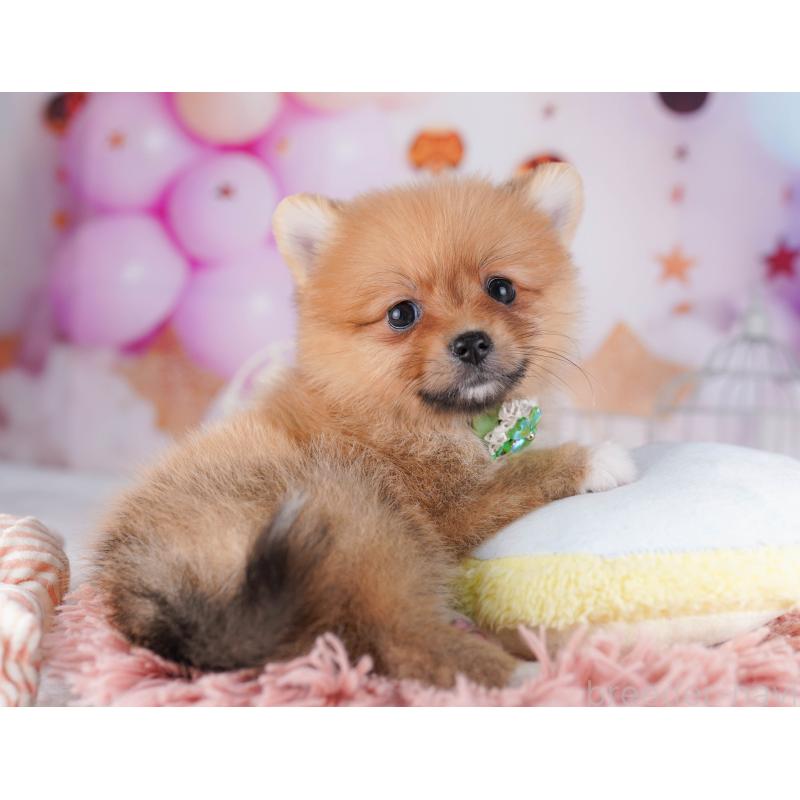 販売中の千葉県のポメラニアン-428843の8枚目