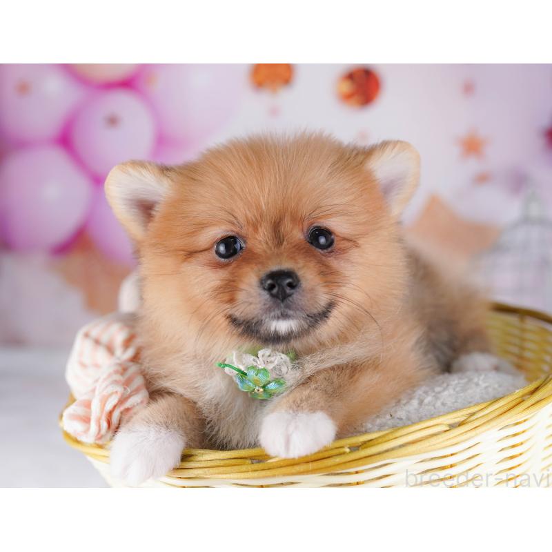 販売中の千葉県のポメラニアン-428843の7枚目